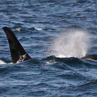 Telegraph Cove - Orca